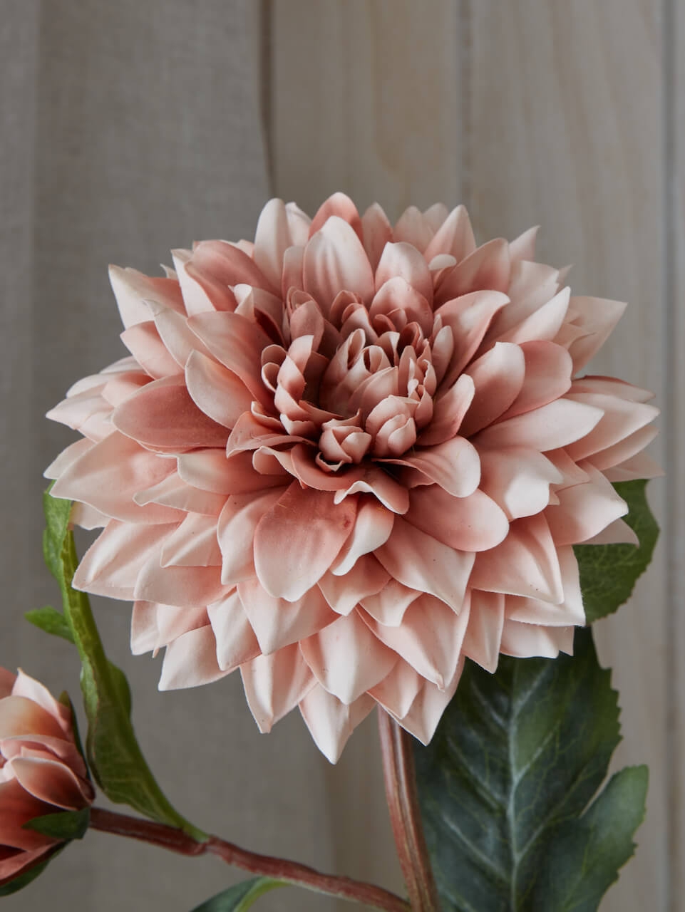 Faux Coffee Cream Dahlia